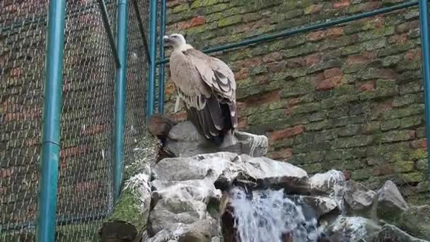 The griffon vulture Gyps fulvus is a large bird of prey of the genus of vultures of the hawk family, a scavenger. The griffon vulture sits on stones from which water or a stream flows. Thick plumage. — Stock Video
