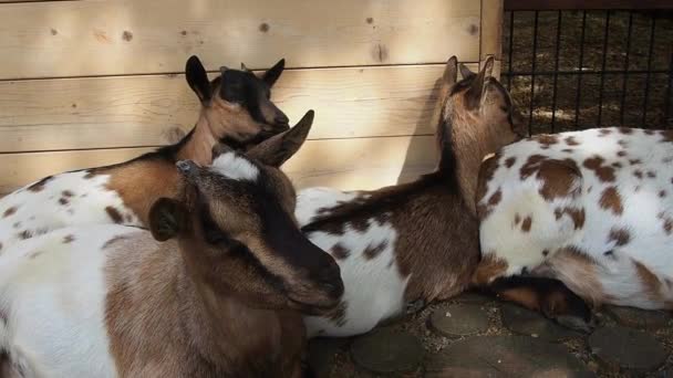 Domácí koza Capra hircus je domácí zvíře, druh artiodactylů z rodu Capra horské kozy z rodiny skotu. Bílo-hnědé kozy s dětmi odpočívajícími u stodoly. — Stock video