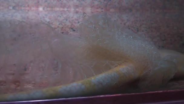 Der Albino-Königspython verändert seine Haut. Die Pythonidae sind eine Familie ungiftiger Schlangen. Python schwimmt im Wasser und wirft alte Haut ab. Die Schlange mausert sich. Abgeworfene Schlangenhaut im Wasser. — Stockvideo