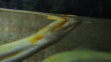 Kraliyet albino pitonu deriyi yeniden şekillendirir. Pythonidae, zehirli olmayan bir yılan ailesi. Piton suda yüzer ve eski deri döker. Yılan tüy döküyor. Suda yılan derisi. Yılan kafası ve dili..
