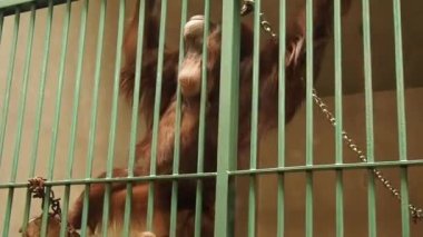 Kuşhanenin parmaklıklarının arkasında zeki gözlü üzgün orangutan erkek. Kızıl saçlı bir maymun hareket eder, kaşınır, çitlere tutunur. Orangutanlar, orman maymunu, DNA homolojisinde insanlara yakın.