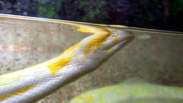 La pitón albina amarilla real reforma la piel. Pythonidae, una familia de serpientes no venenosas. Python nada en agua y derrama la piel vieja. La serpiente está mudando. Piel de serpiente en agua. Cabeza y lengua de serpiente. — Vídeo de stock
