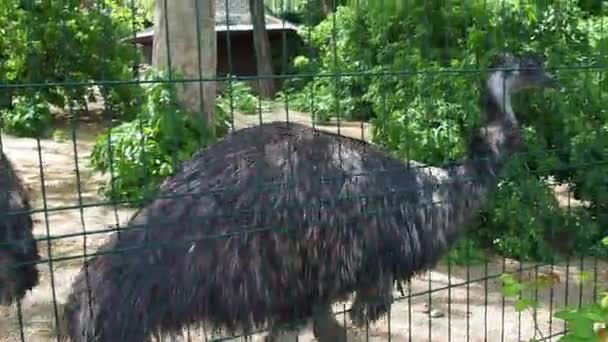 Emu Dromaius novaehollandiae es un ave de la orden cassowary, el ave australiana más grande. El segundo ave más grande después del avestruz. Dos pájaros del Emu caminan a lo largo de la valla metálica del aviario. — Vídeos de Stock