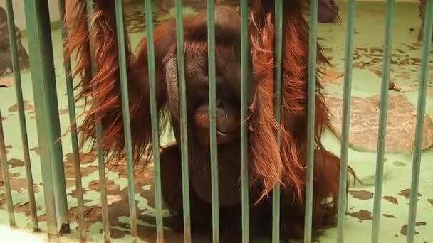 Velmi smutný orangutan za mřížemi. Opice s rudými vlasy sedí a touží. Orangutani, orangutan je lesní člověk, Pongo je rod opic, jeden z nejbližších lidí v DNA homologii. — Stock video