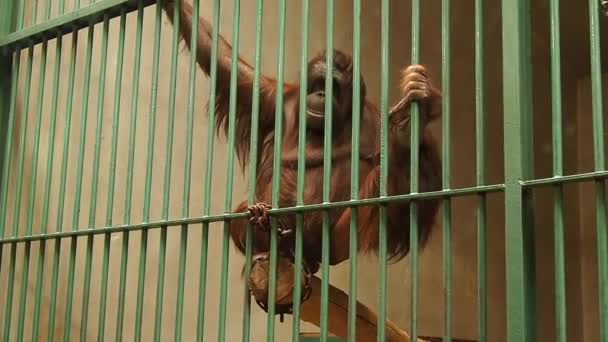 Sad orangutan male with intelligent eyes behind the bars of the aviary. A monkey with red hair moves, itches, holds on to the fence. Orangutans, wood monkey, close to humans in DNA homology — Stock Video