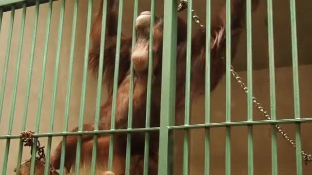 Triste hombre orangután con ojos inteligentes detrás de las rejas del aviario. Un mono con el pelo rojo se mueve, pica, se aferra a la cerca. Orangutanes, mono de madera, cercano a los humanos en la homología del ADN — Vídeo de stock