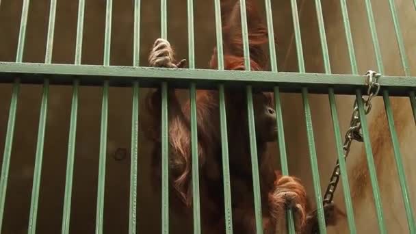 Homem orangotango triste com olhos inteligentes atrás das grades do aviário. Um macaco com cabelo ruivo move-se, comichão, agarra-se à cerca. Orangutans, macaco da madeira, perto dos seres humanos na homologia do ADN — Vídeo de Stock