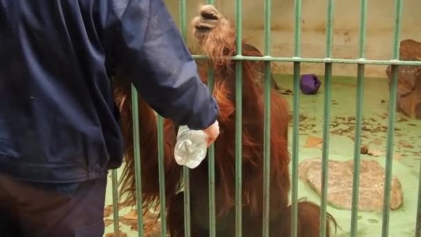 Belgrado, Serbia, 5 de mayo de 2021 Un trabajador del zoológico invita a un mono orangután macho a beber agua de una botella de plástico. El orangután abre la boca, señala con el dedo, bebe agua y mira tristemente — Vídeo de stock