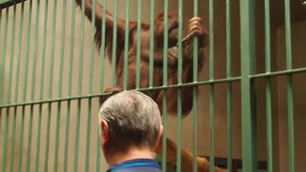 Belgrad, Serbien, 5. Mai 2021. Ein Zoomitarbeiter lädt einen männlichen Orang-Utan-Affen ein, Wasser aus einer Plastikflasche zu trinken. Orang-Utan sitzt auf einem Baumstamm, trinkt Wasser und blickt in die Kamera. — Stockvideo