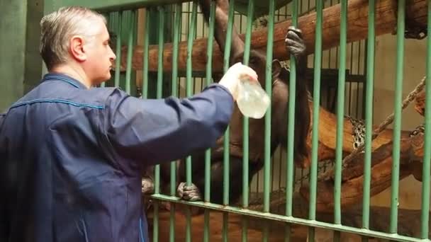 Belgrado, Serbia, 5 maggio 2021. Un lavoratore dello zoo invita una scimmia scimpanzé a bere acqua da una bottiglia di plastica. Lo scimpanzé beve l'acqua e se ne va. Primati allo zoo. Lavoratore in uniforme. — Video Stock