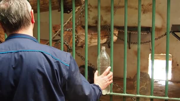 Belgrade, Serbie, 5 mai 2021. Un ouvrier du zoo invite un singe chimpanzé à boire l'eau d'une bouteille en plastique. Le chimpanzé boit l'eau et s'en va. Des primates au zoo. Travailleur en uniforme. — Video