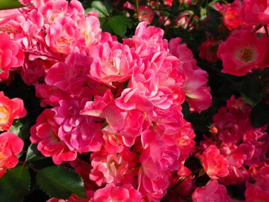 Yaz bahçesinde güneş ışığının altındaki pembe gül çalılığına yakın çekim. Bir sürü tomurcuklu pembe sprey güller, açık çiçekler. Parkta bir çiçek tarlası, sokakları ve manzaraları süslemek için bir yol..