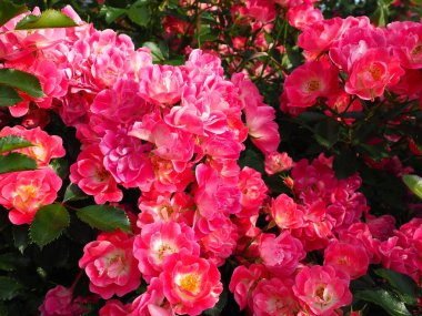 Yaz bahçesinde güneş ışığının altındaki pembe gül çalılığına yakın çekim. Bir sürü tomurcuklu pembe sprey güller, açık çiçekler. Parkta bir çiçek tarlası, sokakları ve manzaraları süslemek için bir yol..