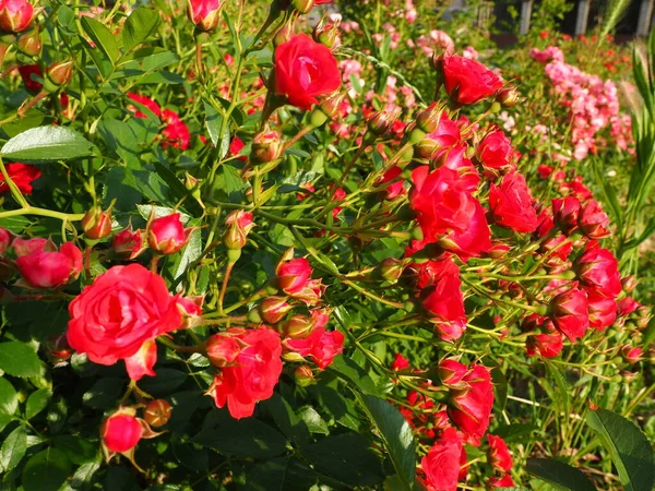 Närbild Buske Med Röda Rosor Sommarträdgården Solljuset Röda Sprayrosor Med — Stockfoto