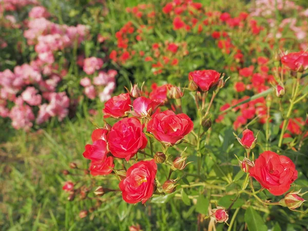 Närbild Buske Med Röda Rosor Sommarträdgården Solljuset Röda Sprayrosor Med — Stockfoto