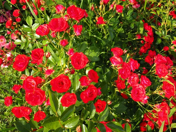 Närbild Buske Med Röda Rosor Sommarträdgården Solljuset Röda Sprayrosor Med — Stockfoto