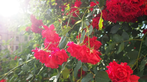 Nahaufnahme Eines Strauches Roter Rosen Sommergarten Sonnenlicht Rote Sprayrosen Mit — Stockfoto