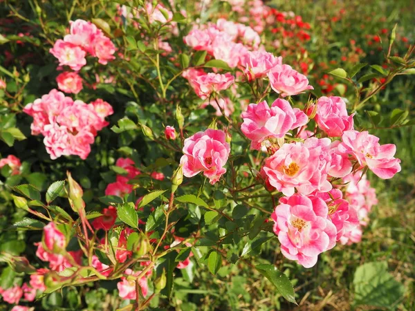 Närbild Buske Rosa Rosor Sommarträdgården Solljuset Rosa Sprayrosor Med Många — Stockfoto