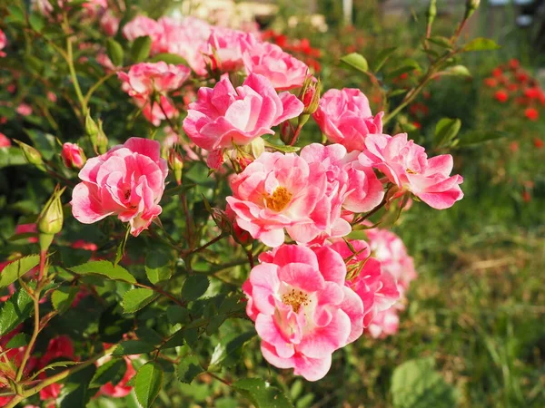 Närbild Buske Rosa Rosor Sommarträdgården Solljuset Rosa Sprayrosor Med Många — Stockfoto