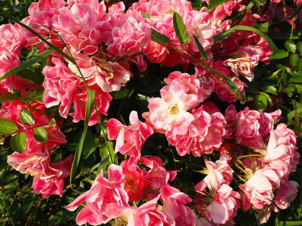 Perto Arbusto Rosas Rosa Jardim Verão Abaixo Luz Solar Rosa — Fotografia de Stock