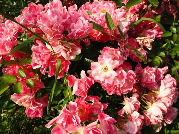 Perto Arbusto Rosas Rosa Jardim Verão Abaixo Luz Solar Rosa — Fotografia de Stock