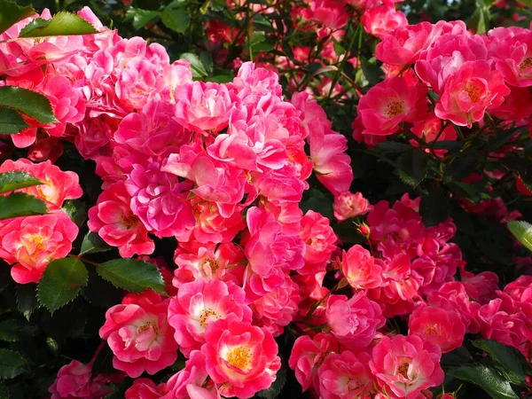 Nahaufnahme Eines Strauches Rosa Rosen Sommergarten Unter Dem Sonnenlicht Rosa — Stockfoto