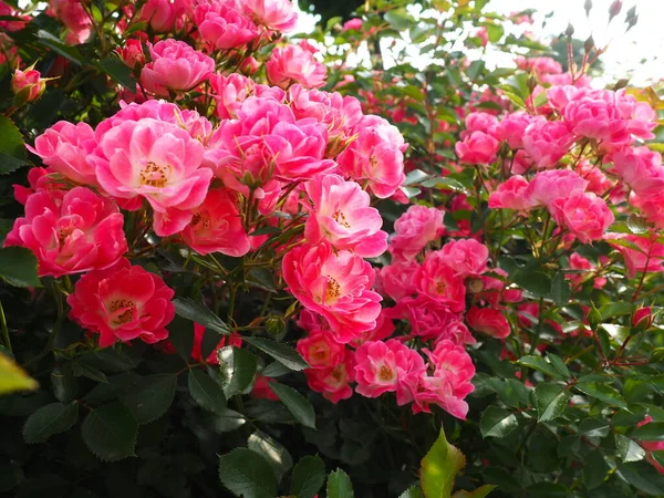 夏の庭で日光の下でピンクのバラの茂みの閉鎖 多くの芽を持つピンクのスプレーバラ 花を開いた 公園の花壇 通りや風景を飾る方法 — ストック写真