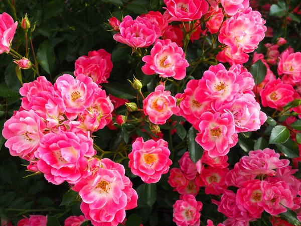 Nahaufnahme Eines Strauches Rosa Rosen Sommergarten Unter Dem Sonnenlicht Rosa — Stockfoto