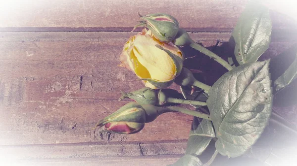 Yellow Roses Wooden Background Beautiful Bouquet Roses Dark Wooden Table — Stockfoto