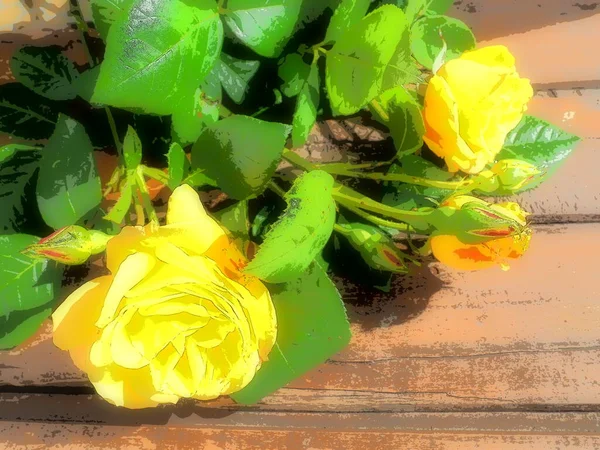 Rosas Amarelas Fundo Madeira Belo Buquê Rosas Uma Mesa Madeira — Fotografia de Stock