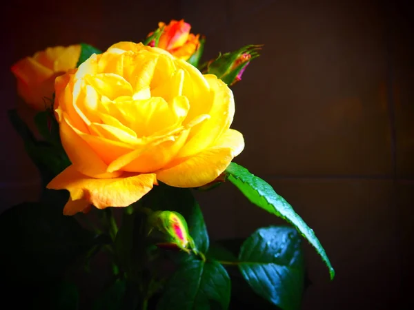 深色背景上的黄色玫瑰 美丽的3朵玫瑰花束 明信片 3月8日 母亲节或情人节 精致的玫瑰花瓣 — 图库照片