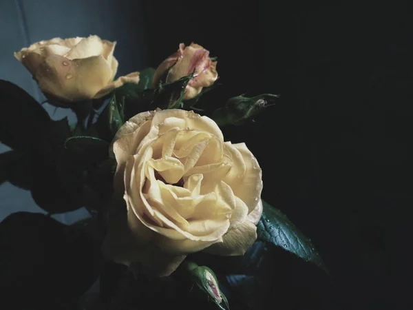 Žluté Růže Tmavém Pozadí Krásná Kytice Růží Pohlednice Březnem Den — Stock fotografie