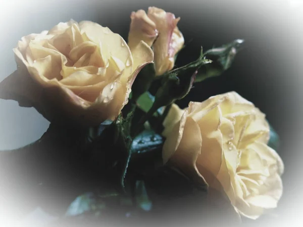 Rosas Amarillas Sobre Fondo Oscuro Hermoso Ramo Rosas Postal Con — Foto de Stock