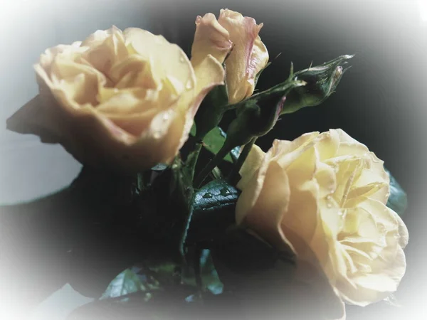 Yellow Roses Dark Background Beautiful Bouquet Roses Postcard March Mother — Stock Photo, Image