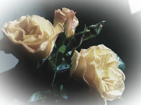濃い背景の黄色いバラ 3つのバラの美しい花束 3月8日 母の日またはバレンタインデーのポストカード 繊細なバラの花びら 画像の端の周りに白のビネット — ストック写真