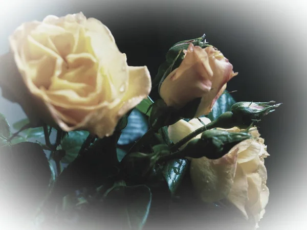 深色背景上的黄色玫瑰 美丽的3朵玫瑰花束 明信片 3月8日 母亲节或情人节 精致的玫瑰花瓣 在图像边缘周围的白光照射 — 图库照片