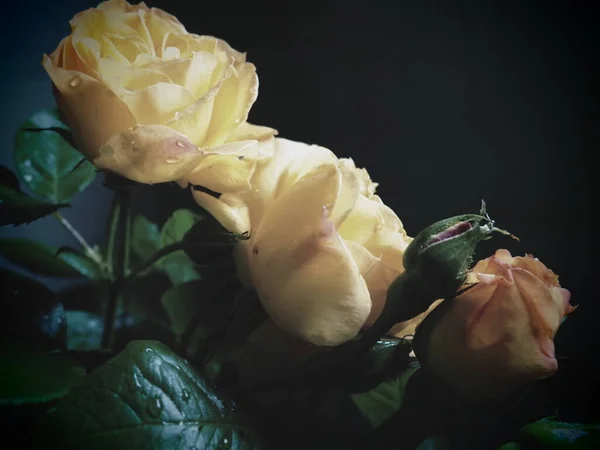 Gelbe Rosen Auf Dunklem Hintergrund Schöner Strauß Von Rosen Postkarte — Stockfoto