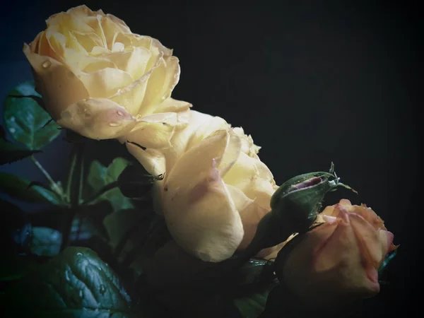 Жовті Троянди Темному Тлі Прекрасний Букет Трьох Троянд Листівка Березня — стокове фото