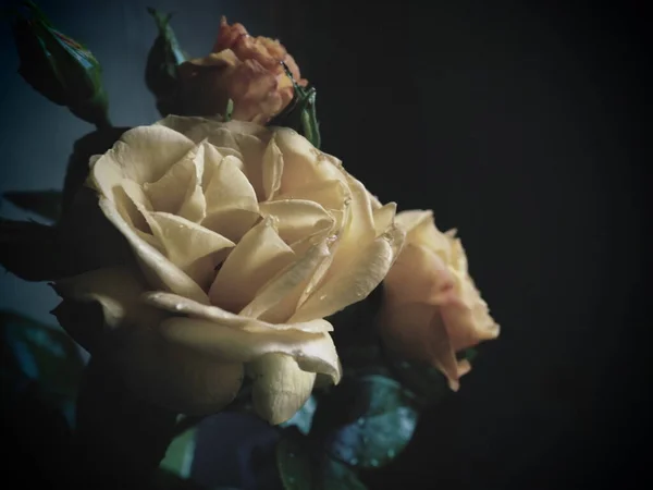 深色背景上的黄色玫瑰 美丽的3朵玫瑰花束 明信片 3月8日 母亲节或情人节 精致的玫瑰花瓣 — 图库照片