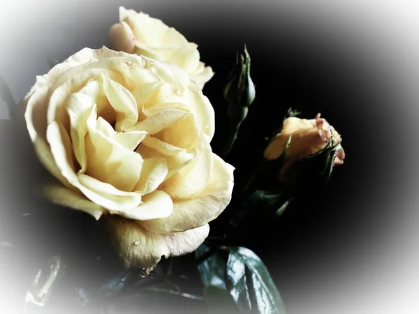 Rosas Amarillas Sobre Fondo Oscuro Hermoso Ramo Rosas Postal Con —  Fotos de Stock