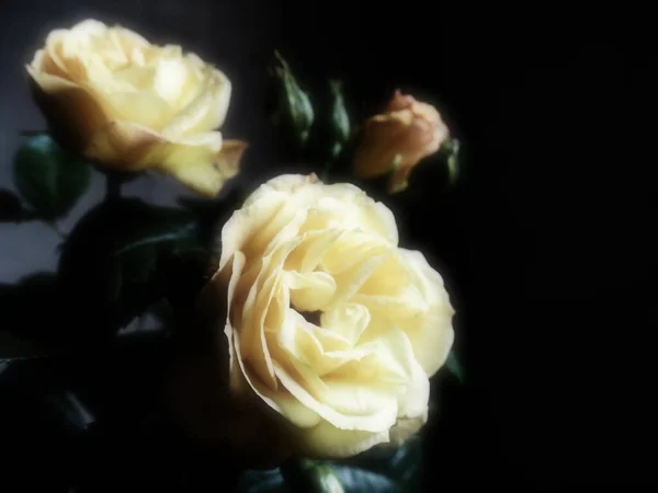 Gelbe Rosen Auf Dunklem Hintergrund Schöner Strauß Von Rosen Postkarte — Stockfoto
