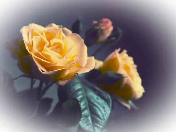 深色背景上的黄色玫瑰 美丽的3朵玫瑰花束 明信片 3月8日 母亲节或情人节 精致的玫瑰花瓣 在图像边缘周围的白光照射 — 图库照片