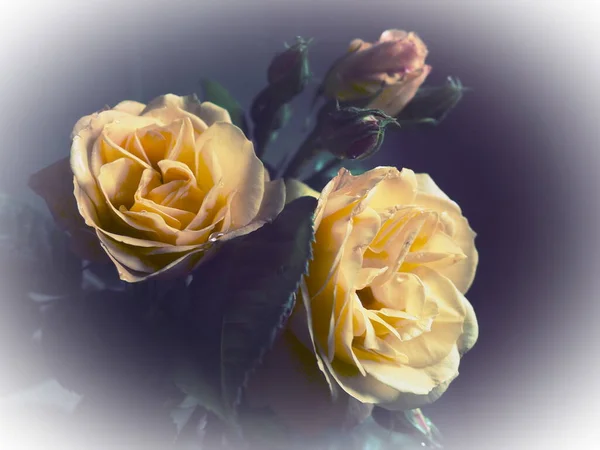 濃い背景の黄色いバラ 3つのバラの美しい花束 3月8日 母の日またはバレンタインデーのポストカード 繊細なバラの花びら 画像の端の周りに白のビネット — ストック写真