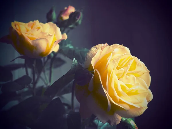 濃い背景の黄色いバラ 3つのバラの美しい花束 3月8日 母の日またはバレンタインデーのポストカード 繊細なバラの花びら 画像の端の周りに暗いビネット — ストック写真