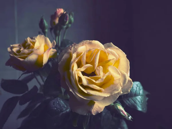Yellow Roses Dark Background Beautiful Bouquet Roses Postcard March Mother — Stockfoto