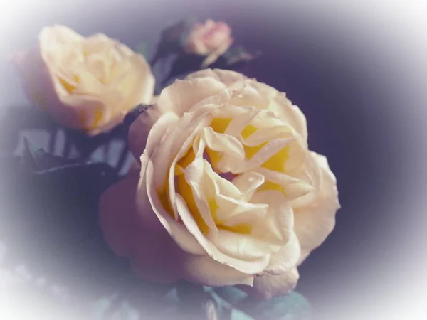 Rosas Amarillas Sobre Fondo Oscuro Hermoso Ramo Rosas Postal Con — Foto de Stock