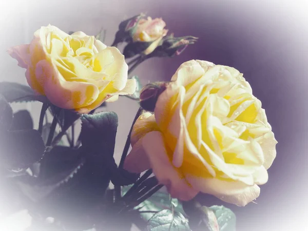 Yellow Roses Dark Background Beautiful Bouquet Roses Postcard March Mother — Stockfoto