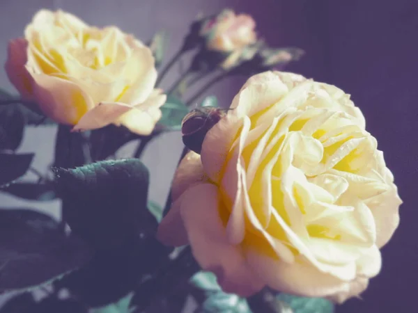 Rose Gialle Sfondo Scuro Bellissimo Bouquet Rose Cartolina Con Marzo — Foto Stock