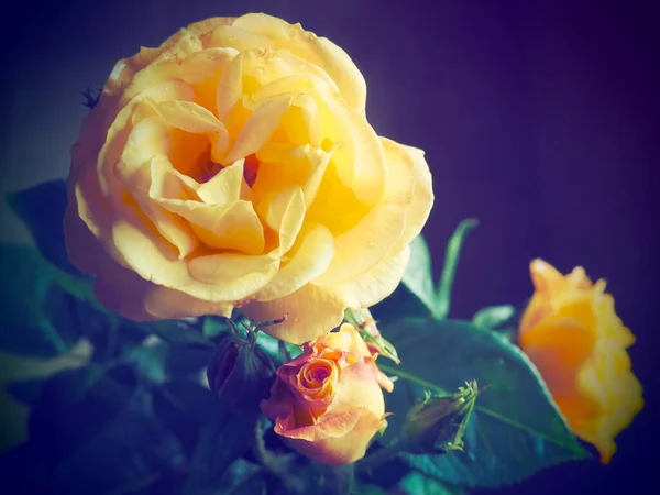 Žluté Růže Tmavém Pozadí Krásná Kytice Růží Pohlednice Březnem Den — Stock fotografie