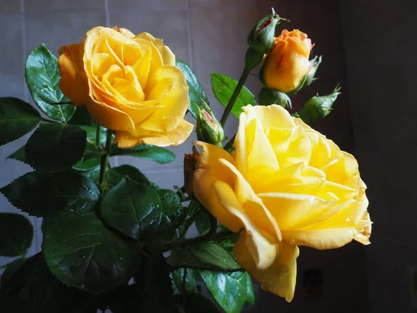濃い背景の黄色いバラ 3つのバラの美しい花束 3月8日 母の日またはバレンタインデーのポストカード 繊細なバラの花びら — ストック写真